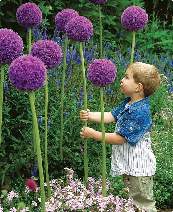 Giant Allium Flowers