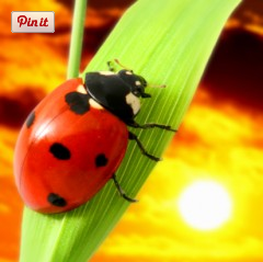 Lady Bugs