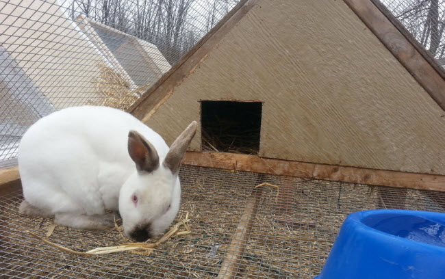 rabbit hutch