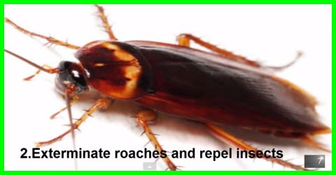 2 exterminate roaches