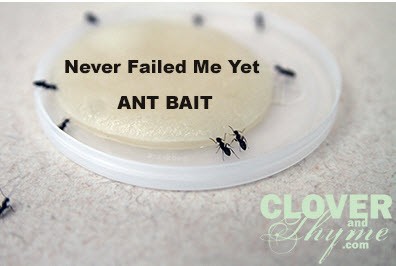 never fail ant bait