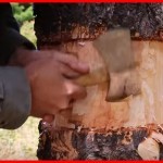 Tree Girdling
