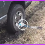 stuck in the mud