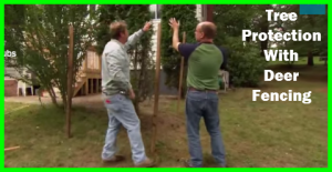 How to protect your trees with deer fencing