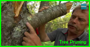 How to prune a tree