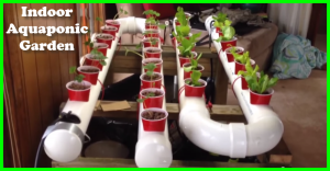 Build An Indoor Aquaponic Garden