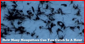 Mosquito Catcher